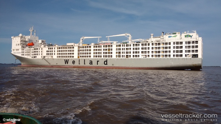 Al-Kuwait - Livestock Carrier vessel