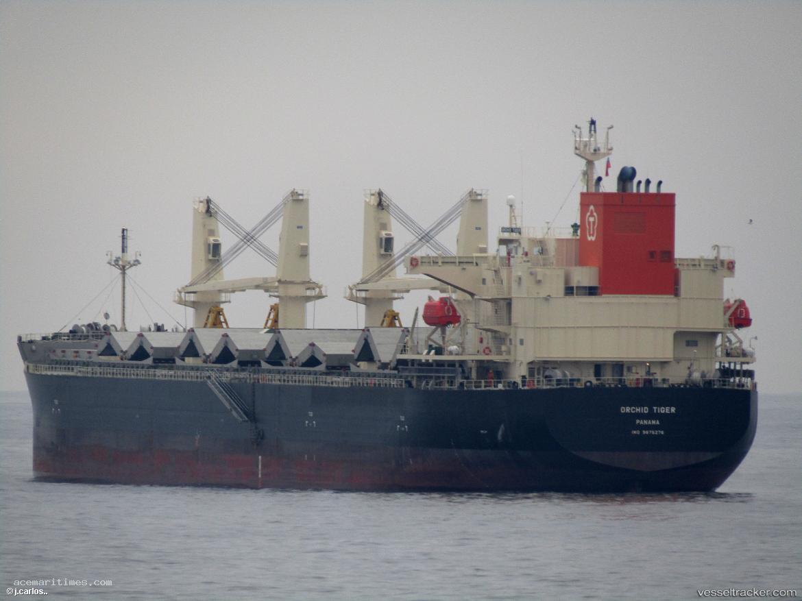 Orchid-Tiger - Bulk Carrier