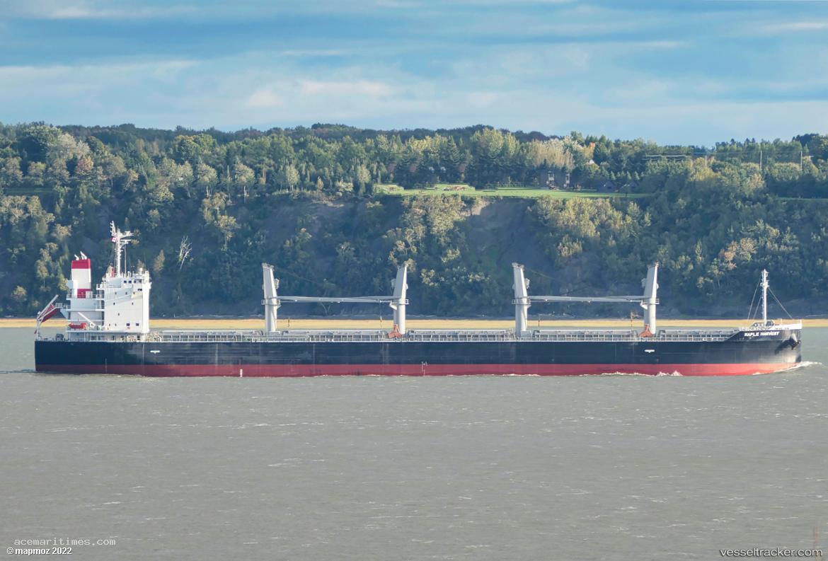 Maple-Harvest - Bulk Carrier